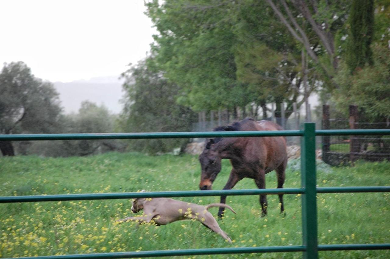 Casa Rural El Vihuelo El Bosque Eksteriør billede