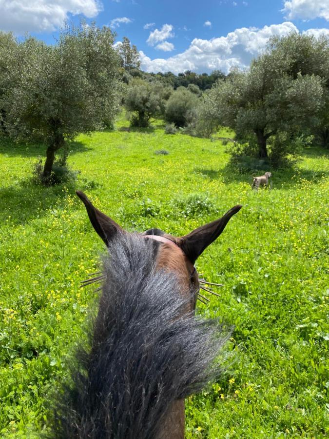 Casa Rural El Vihuelo El Bosque Eksteriør billede
