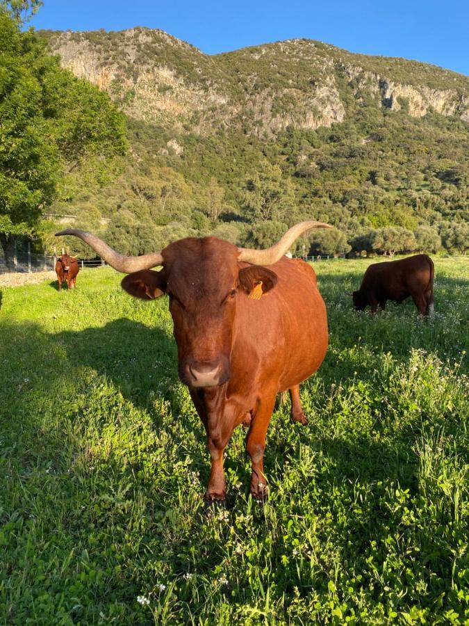 Casa Rural El Vihuelo El Bosque Eksteriør billede