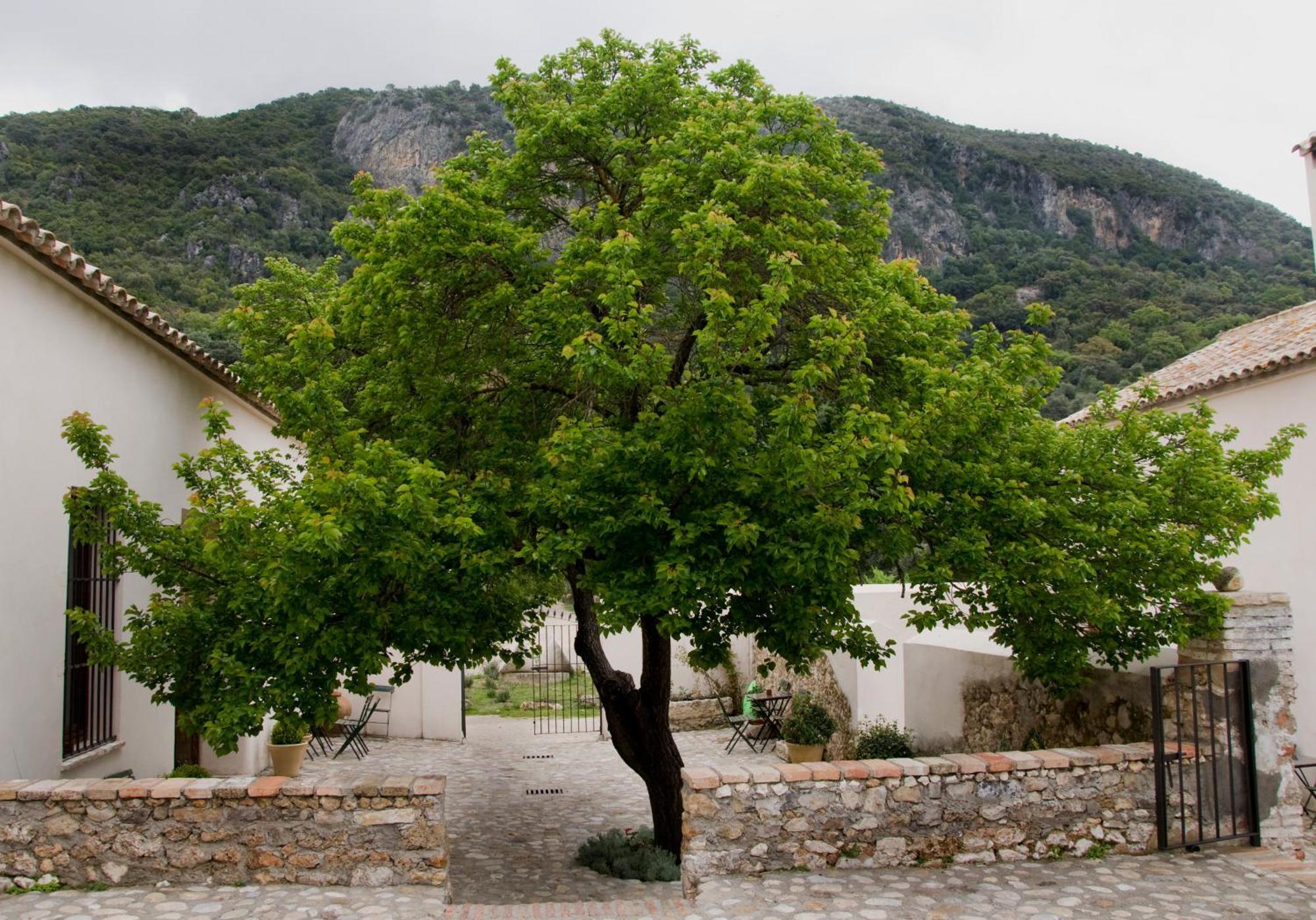 Casa Rural El Vihuelo El Bosque Eksteriør billede