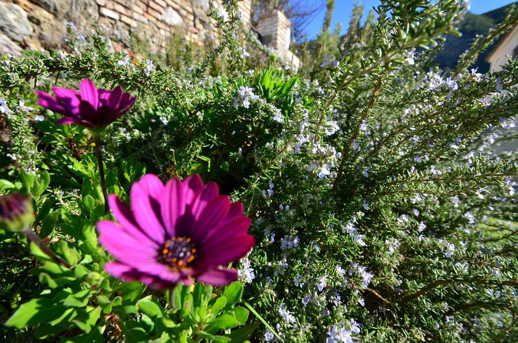 Casa Rural El Vihuelo El Bosque Eksteriør billede